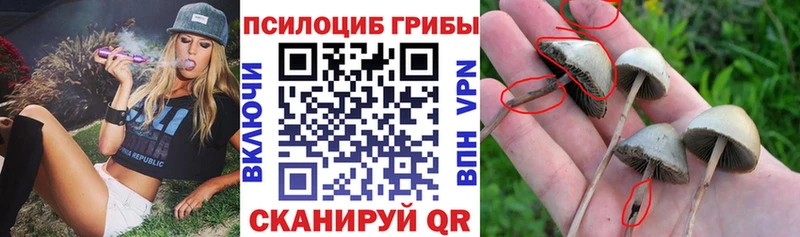 blacksprut сайт  Кондрово  shop Telegram  как найти закладки  Галлюциногенные грибы Magic Shrooms 